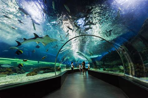 Oceanarium Walencja Oceanografic Podróże z dzieckiem