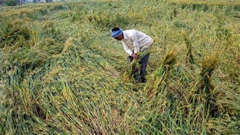 Fresh Rain Adds To Farmers Woes In Haryana Ahead Of Wheat Harvesting