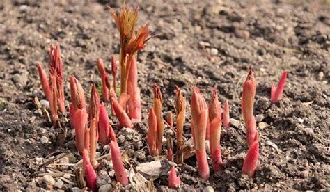 Pioenrozen Planten In De Tuin Zo Doe Je Dat Tuinseizoen