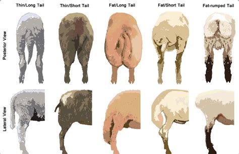 Phenotype variation in sheep tails. Representative examples of common... | Download Scientific ...