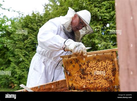 Beekeeper Removing Honey From An Artificial Bee Hive Stock Photo Alamy