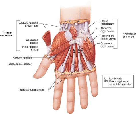 Full Size Picture thenar-eminence.jpg