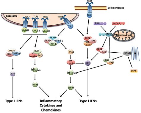 Frontiers Type I Interferons As Regulators Of Lung Inflammation