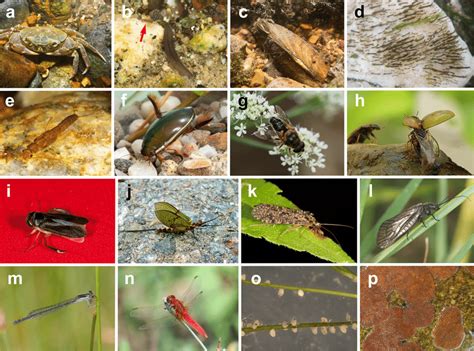 The Dispersal Related Trait Diversity Of Aquatic Macroinvertebrates