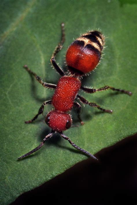 wingless wasp | Timulla - velvet ant | kim fleming | Flickr