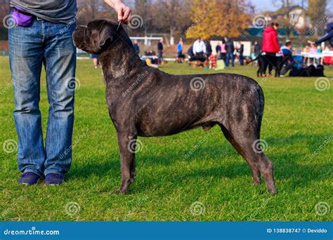 Dog Breed Italiano Cane Corso Stock Image Image Of Legs Doggy 138838747