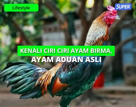 Ayam BIrma Asli Aduan Kenali Ciri, Jenis & Kelebihannya