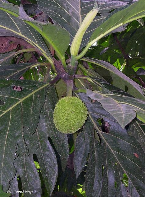 Artocarpus Altilis Breadfruit Tree Tambopata Eco Lodge Puerto