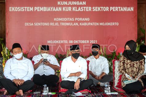 PENYALURAN KUR KLASTER SEKTOR PERTANIAN KOMODITAS PORANG ANTARA Foto