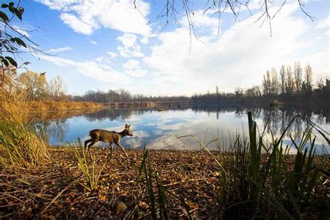 ALLA SCOPERTA DEL BOSCO WWF DI VANZAGO Bosco WWF Di Vanzago