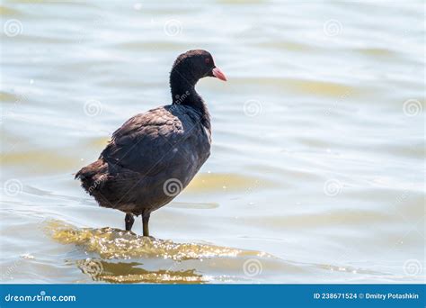 Water Bird Eurasian Coot Fulica Atra Standing In Shallow Water Stock