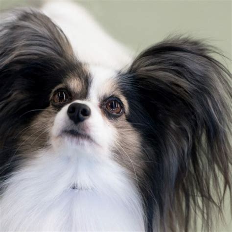 14 Beautiful Facts About Papillons Page 2 Of 4 Petpress