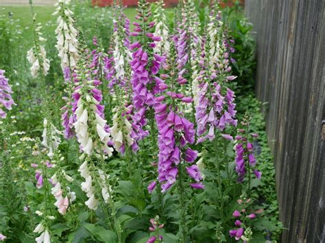 First Time Success With Foxgloves Growing Dalmatian Foxgloves