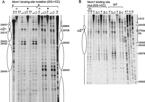 Mcm1 Regulates Donor Preference Controlled By The Recombination