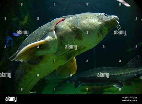 Sturgeon fish swimming hi-res stock photography and images - Alamy