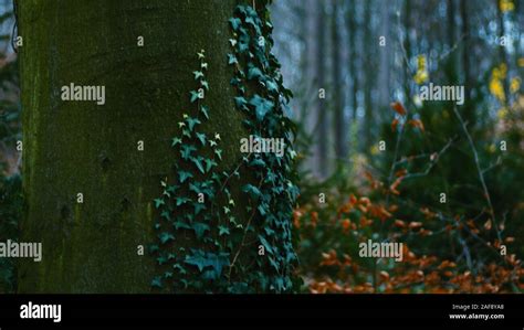 Dark Forest Autumn Cold Morning Pathway Creepy Mood Stock Photo Alamy