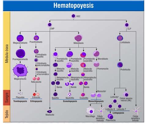 Esquema de hematopoyesis Fotos Guía 2024