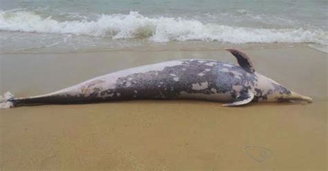 G1 Boto cinza é encontrado morto em praia de Guarapari notícias em