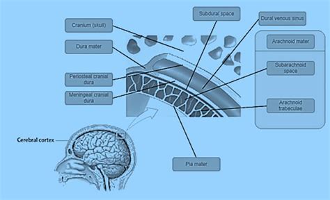 Art Labeling Activity Cranial Meninges Brainly