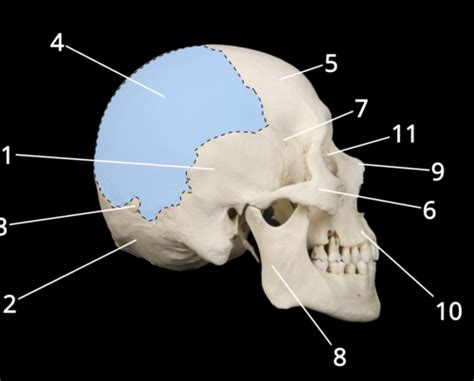 Anatomy Kin 270 Practical 1 Skull Flashcards Quizlet