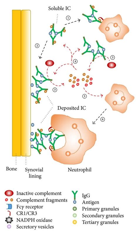 Interaction Among Neutrophils Immune Complexes And The Complement