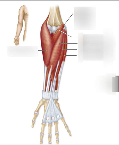 Muscles of the Forearm - anterior Diagram | Quizlet