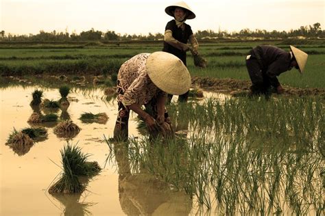 Rice Field With Workers Vietnam By Pascal Fauchard Fields Of Gold