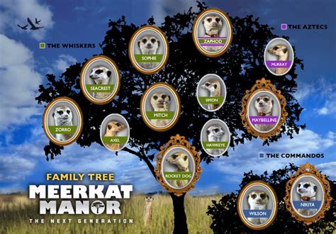 **Meerkat Manor**