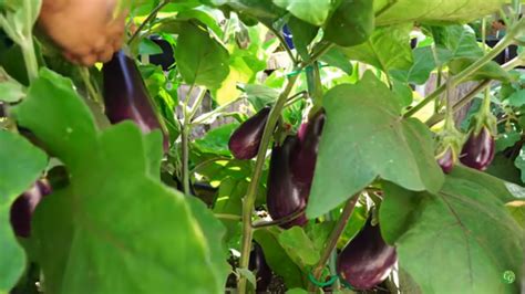 How To Grow Eggplants The Complete Guide To Growing Eggplants Fo Video Library