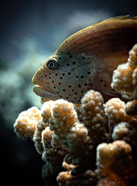 Premium Photo Colorful Marine Life Of Red Sea Bright Corals And