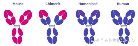 第四期·抗体改造之人源化与片段化 知乎