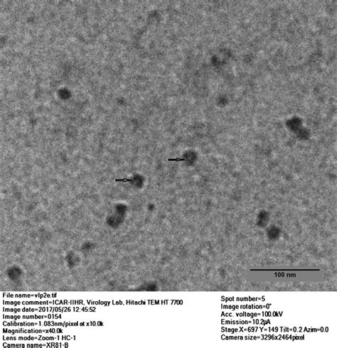 Detection Of Empty Capsid Particles Vlps In Tem The Purified Mutant