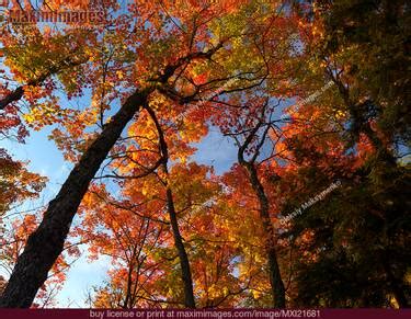 Fall Nature Scenery. Stock Photo MXI21681