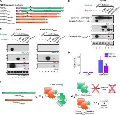 Figure From The Proprotein Convertase Subtilisin Kexin Type Pcsk