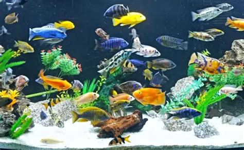 Best African Cichlid Tank Mates With Pictures Kaveman Aquatics