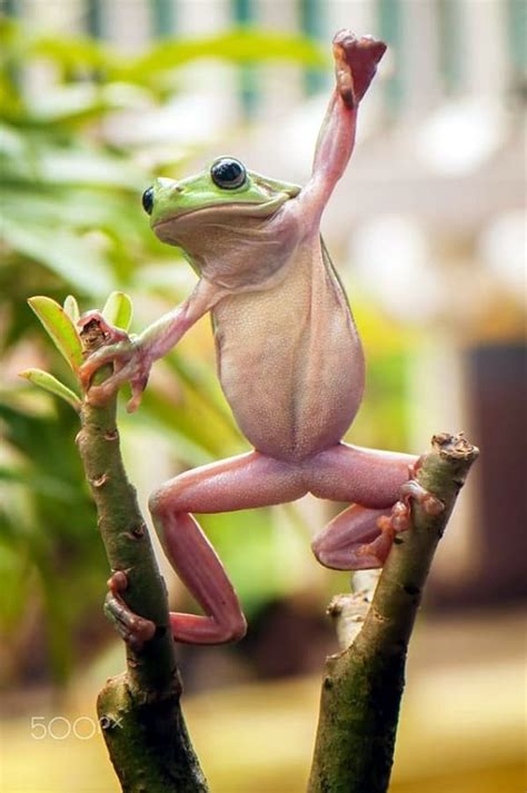 40 Amazing Frog Pictures To Understand Them Better