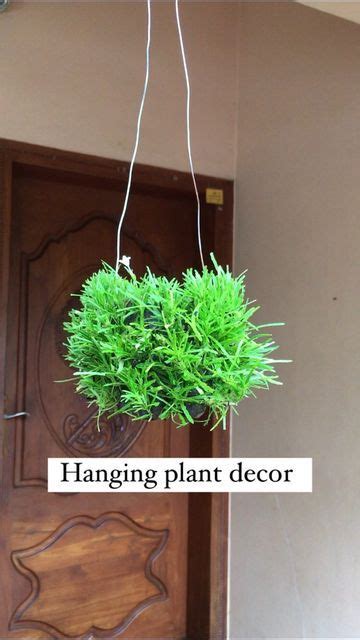 Jishnu Uthaman On Instagram Hanging Plant Decor Hows It Comment