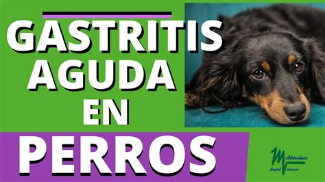 Gastritis Aguda En Perros Youtube