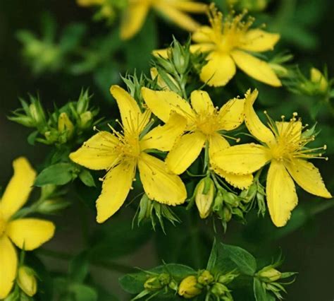 Hierba De San Juan Hypericum Perforatum Tintura Madre Toll N Herbolaria