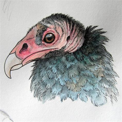 Turkey Vulture Head Deviantart Drawings Bird Drawings Vulture