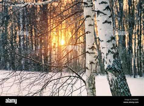 White birch tree sunrise hi-res stock photography and images - Alamy