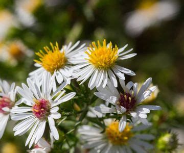 Best aster varieties: expert picks for flowering plants | Homes & Gardens