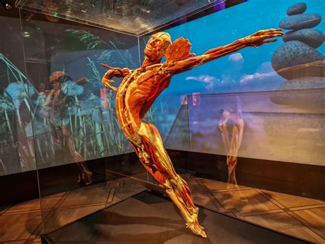 Body Worlds Exhibit Schedule Usa Renie Sonnnie