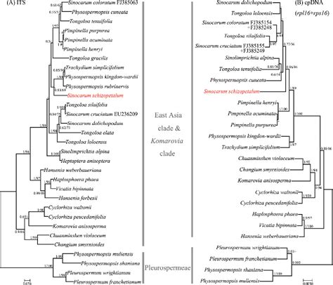 Figure From New Insights Into The Phylogeny Of Sinocarum Apiaceae