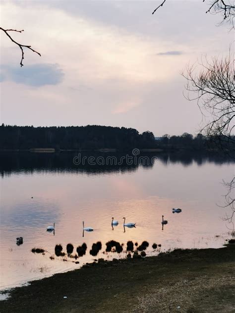 Swans in the Sunset Across Swithland Water Stock Photo - Image of light, trees: 62119956