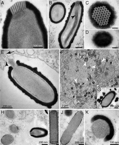 Thirty Thousand Year Old Distant Relative Of Giant Icosahedral Dna