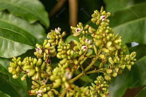 Fava Tonka Árvore Flores Da Espécie Dipteryx Alata Download Designi