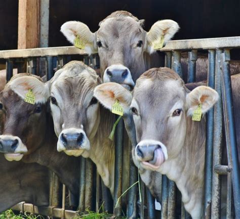 Tuberculosis Bovina Mycobacterium Bovis Comite Estatal Para El