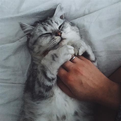 Кот которого гладят - картинки и фото koshka.top