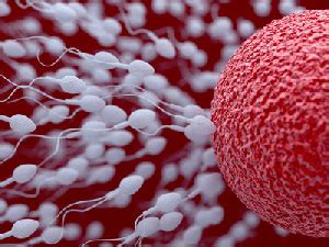 Sperm antibodies. Find private treatment at German clinics